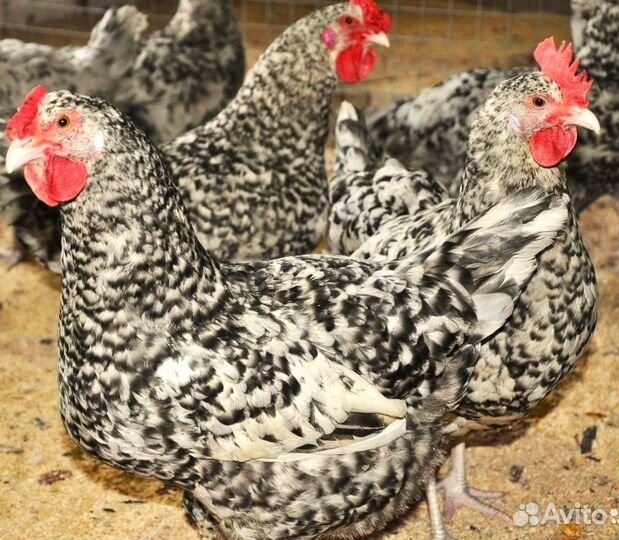 Пушкинские Куры семья 4+1