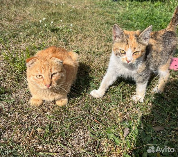 Кошки в добрые руки