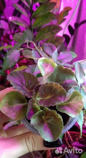 Комнатные растения