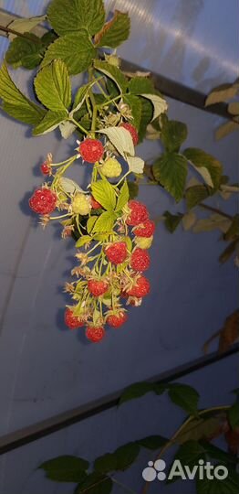 Малина элитные сорта