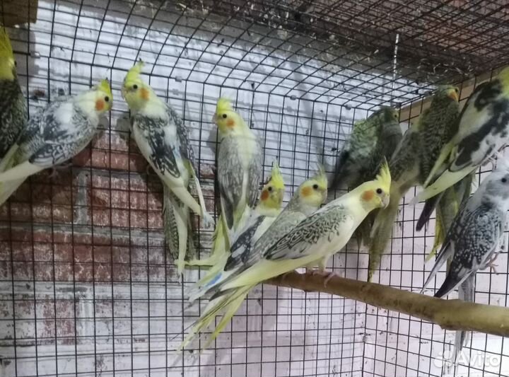 Попугаи различных пород,волнистые попугаи,кореллы