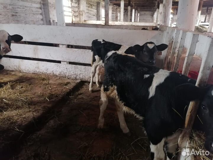 Крс Телята мясные