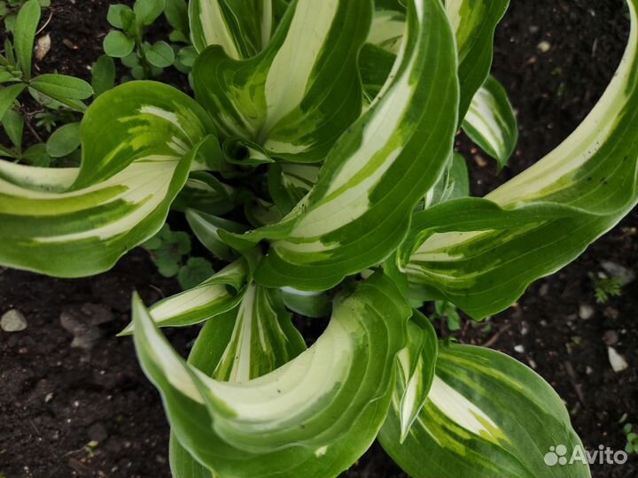 Хосты 5 сортов