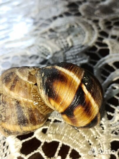 Улитки виноградные