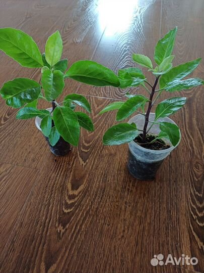 Джинура от 100 болезней