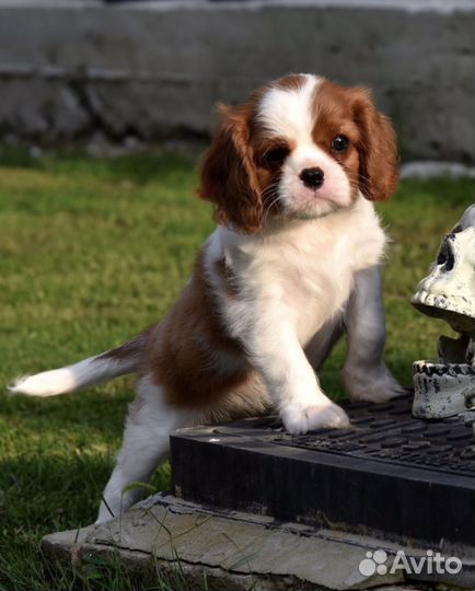 Кинг чарльз спаниель