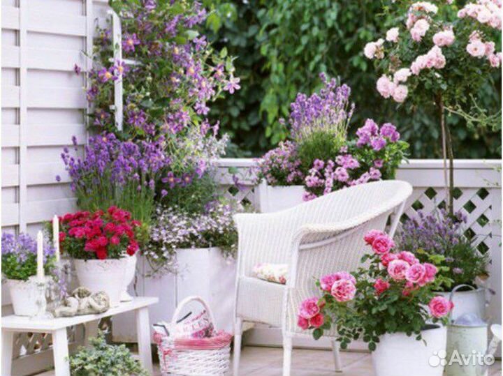 Саженцы роз для контейнерного озеленения