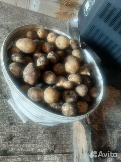 Картофель мелкий