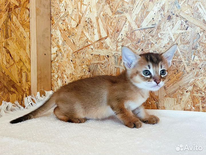 Чаузи ф2 мальчик