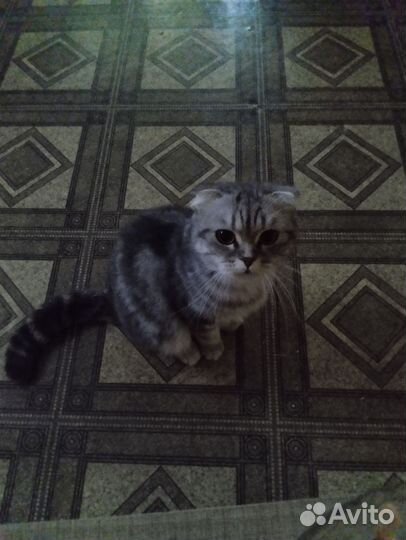 Шотландская вислоухая