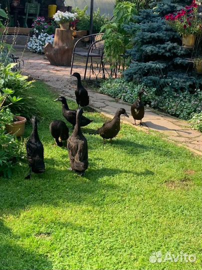 Утята индийский бегунок