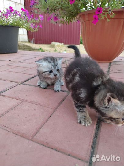 Отдам бесплатно