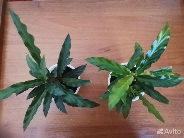 Калатея руфибарба