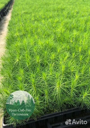 Зкс и окс Сосна Ель Лиственница сеянцы Голуб горн