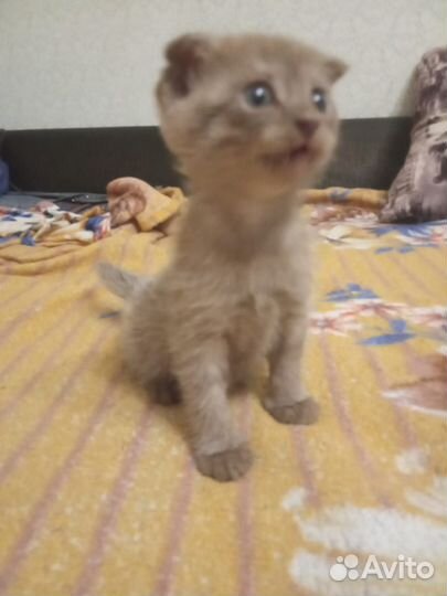 Шотландская