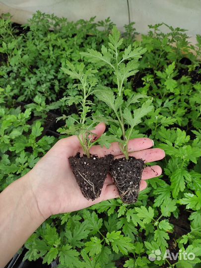 Хризантема Мультифлора