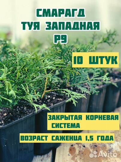 Туя смарагд саженец Р9 10 шт
