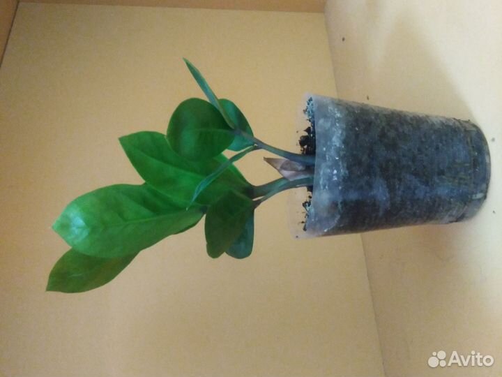 Земилиокулькас