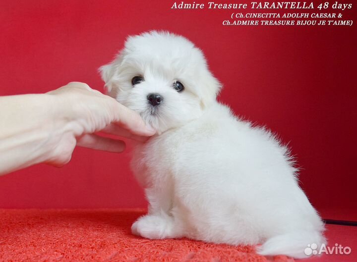 Девочка мальтезе