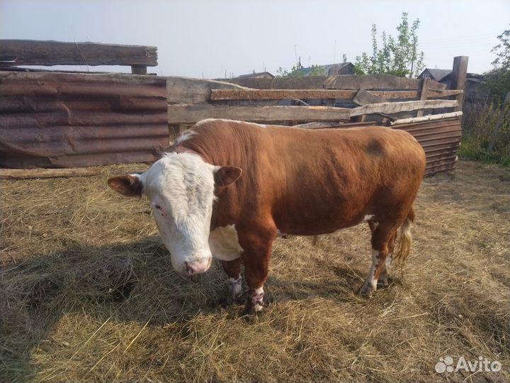 Домашнее животное