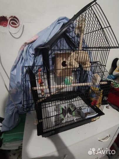 Волнистый попугай с клеткой