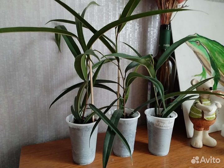 Фикус эвкалиптовый Али