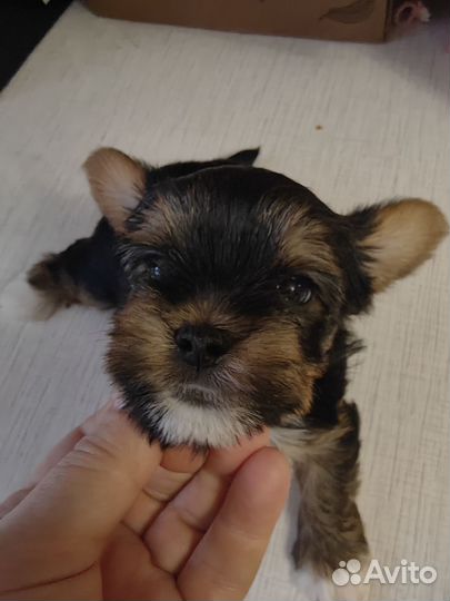 Йоркширский терьер