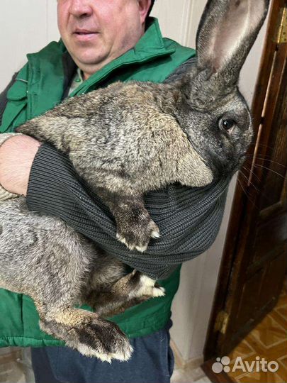 Кролики, самки, самцы, фландры