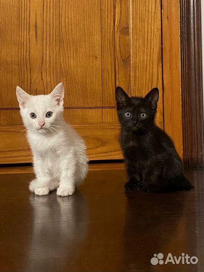 Отдам котят-мальчиков