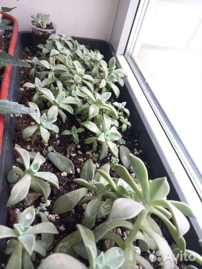 Граптопеталум