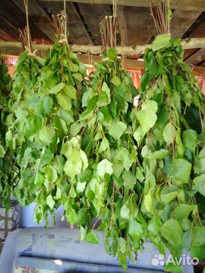 Свежие березовые веники