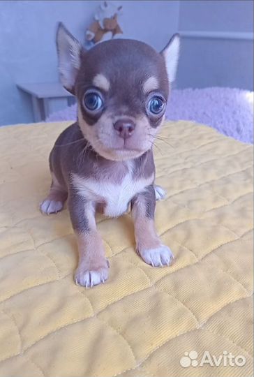 Чихуахуа мини