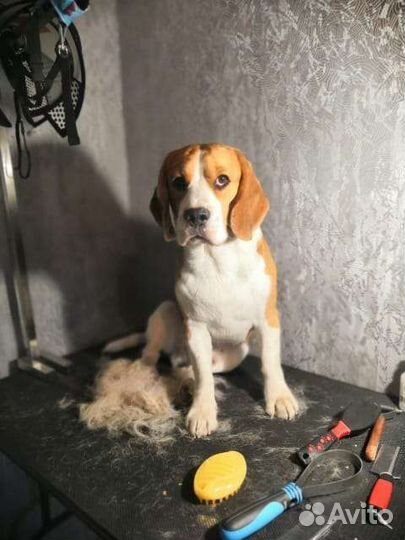 Вязка кобель бигль