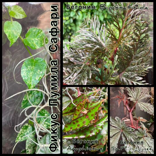 Растения для флорариума/террариума/палюдариума