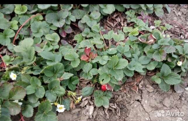 Рассада клубники