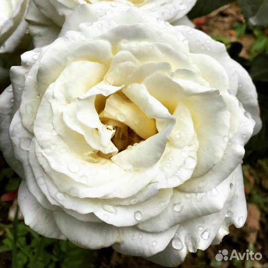 Роза Белый Медведь (окс)