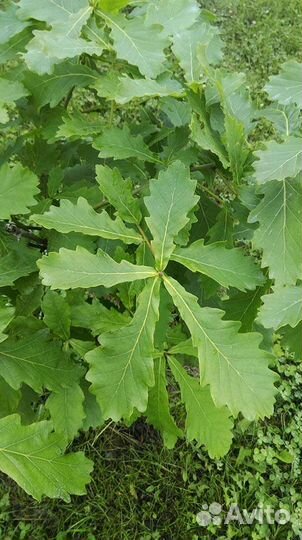 Дуб черешчатый