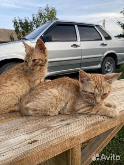 Котята в добрые руки мальчики