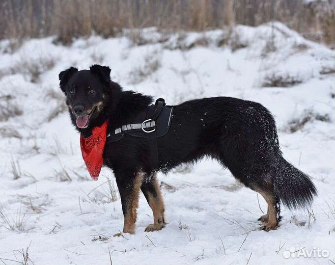 Микки хочет домой