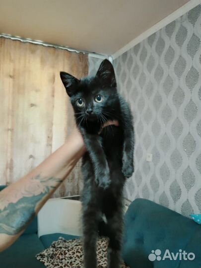 Котенок ищет дом