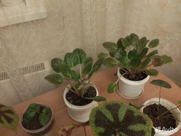 Спатифиллум мужское счастье