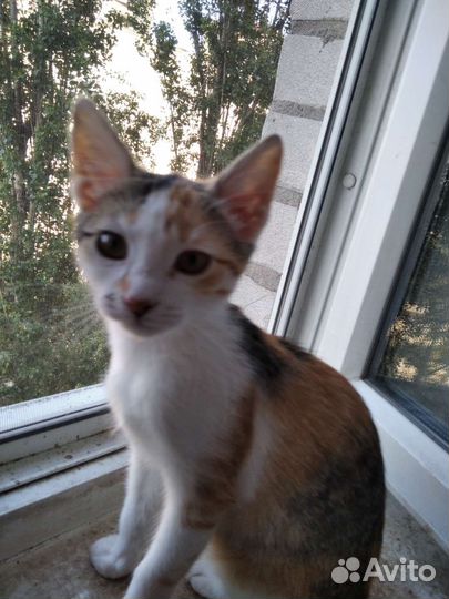 Кошка в дар