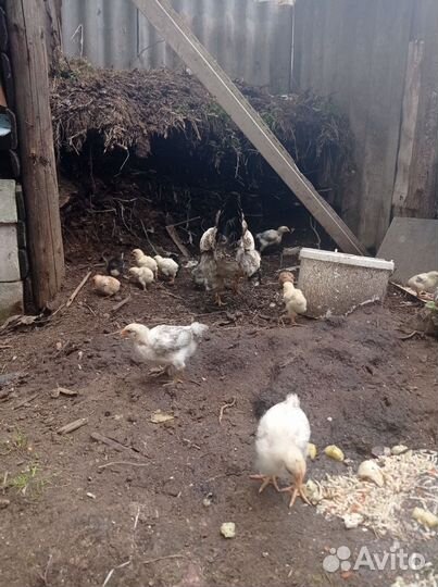 Цыплята, перепела. Куры молодки 3 месяца