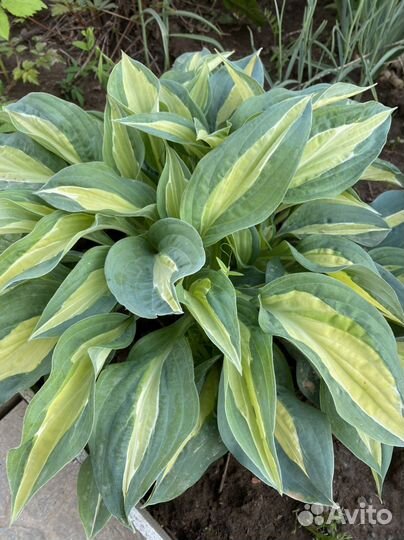 Хоста растение