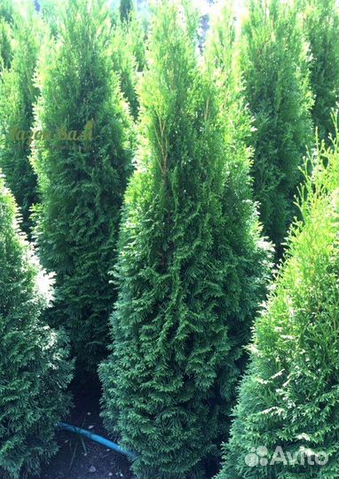 Туя Смарагд