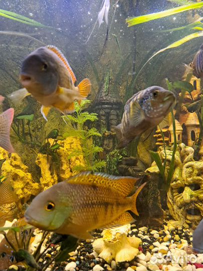 Аквариумные рыбки