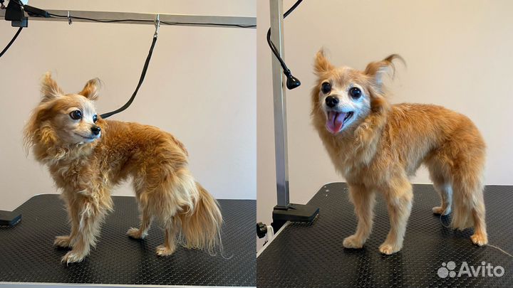 Грумер пос.им. Морозова