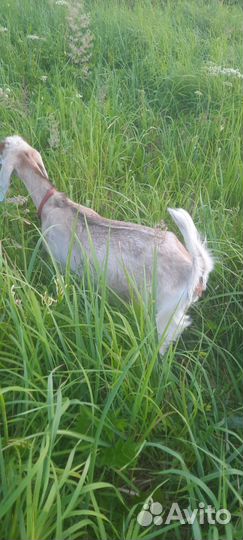 Козочка нуб-камори