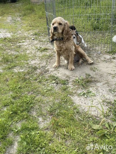 Английский кокер спаниель