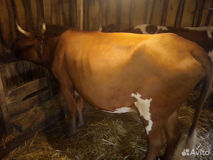 Телка 1, 8 года